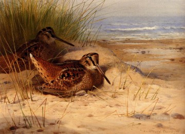  Playa Arte - Becada anidando en una playa Archibald Thorburn bird